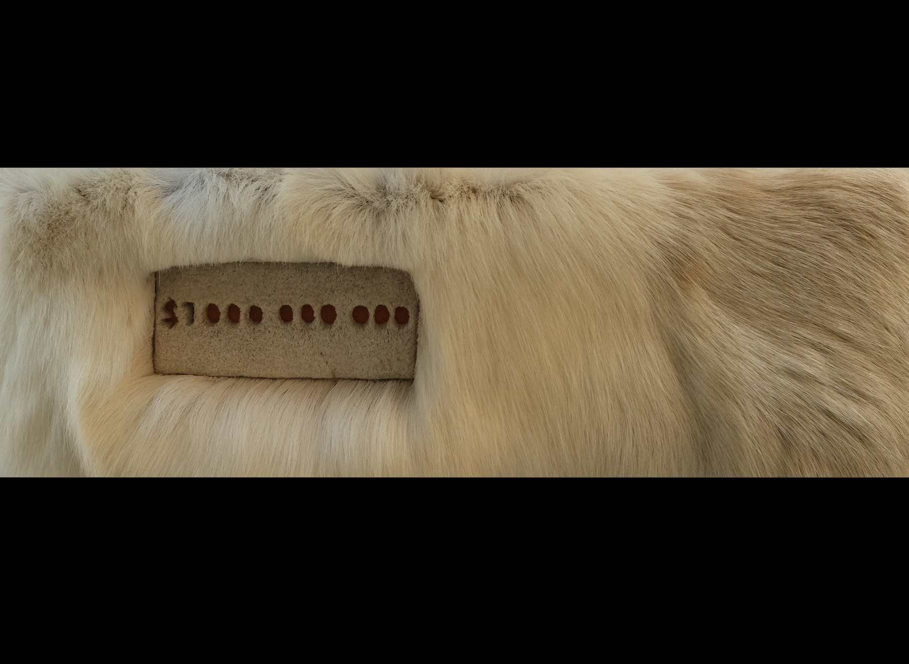  Billion Dollar Caribou, 2014, caribou hair on elk hide, 20" x 6".  