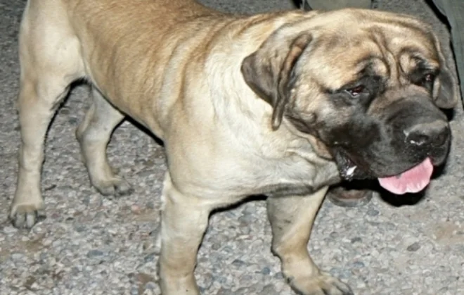 dog sanctuary for aggressive dogs