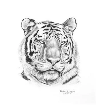 pencil drawing tiger dale singer.jpg