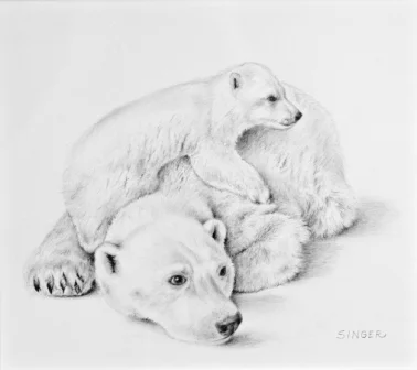 pencil drawing bears dale singer.jpg