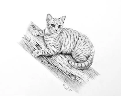 pencil drawing cat dale singer.jpg