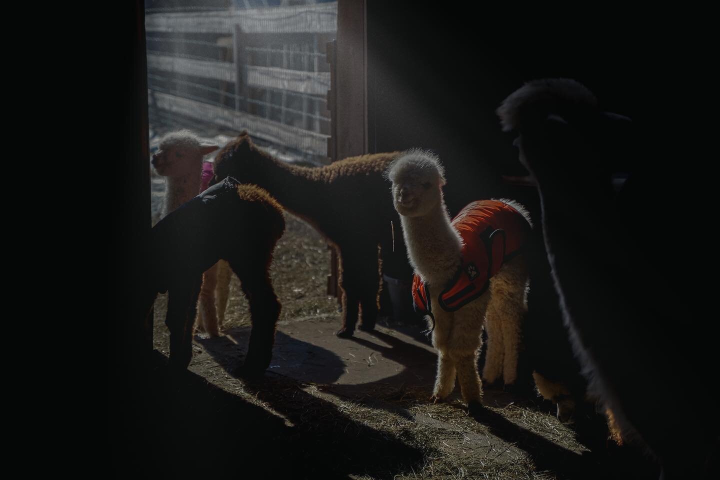 Please consider donating to my GoFundMe so I can buy an alpaca. 🦙😀 @buckbrookalpacas