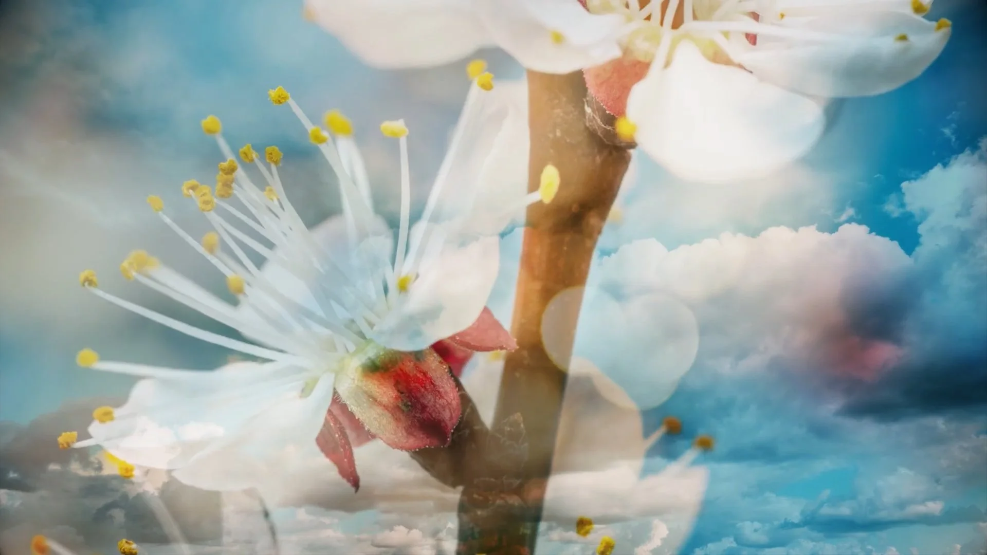 Putting the Hammer Down: A Short Film About Ionia