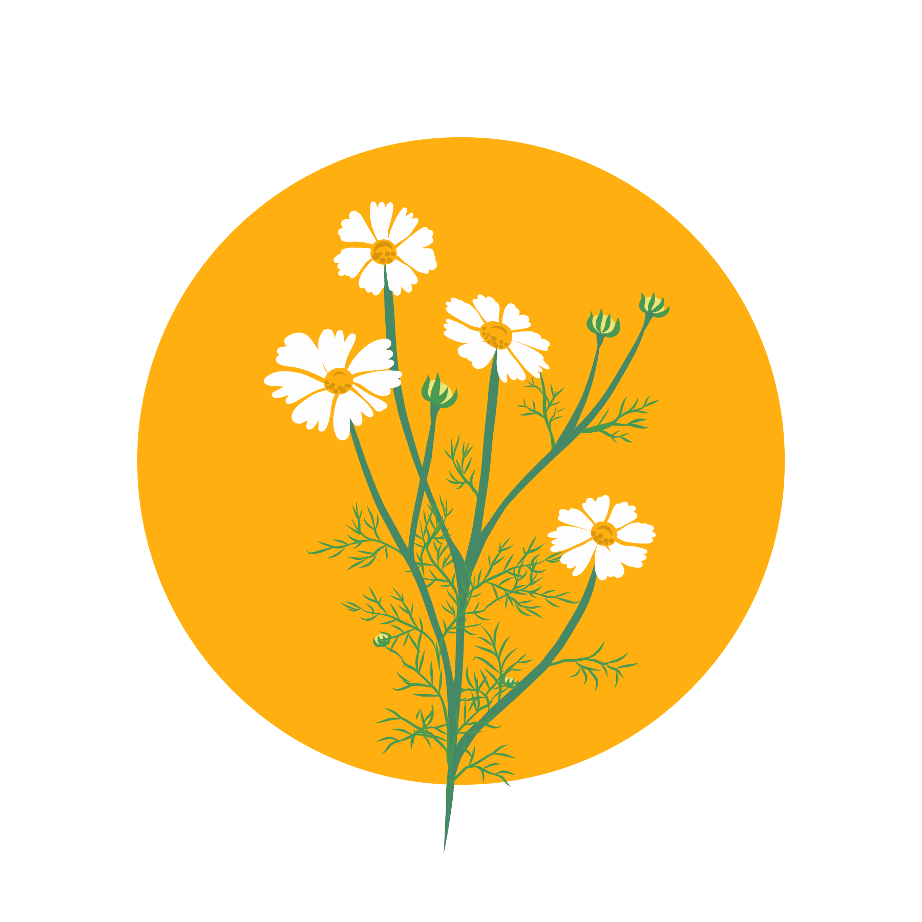 Cosmos