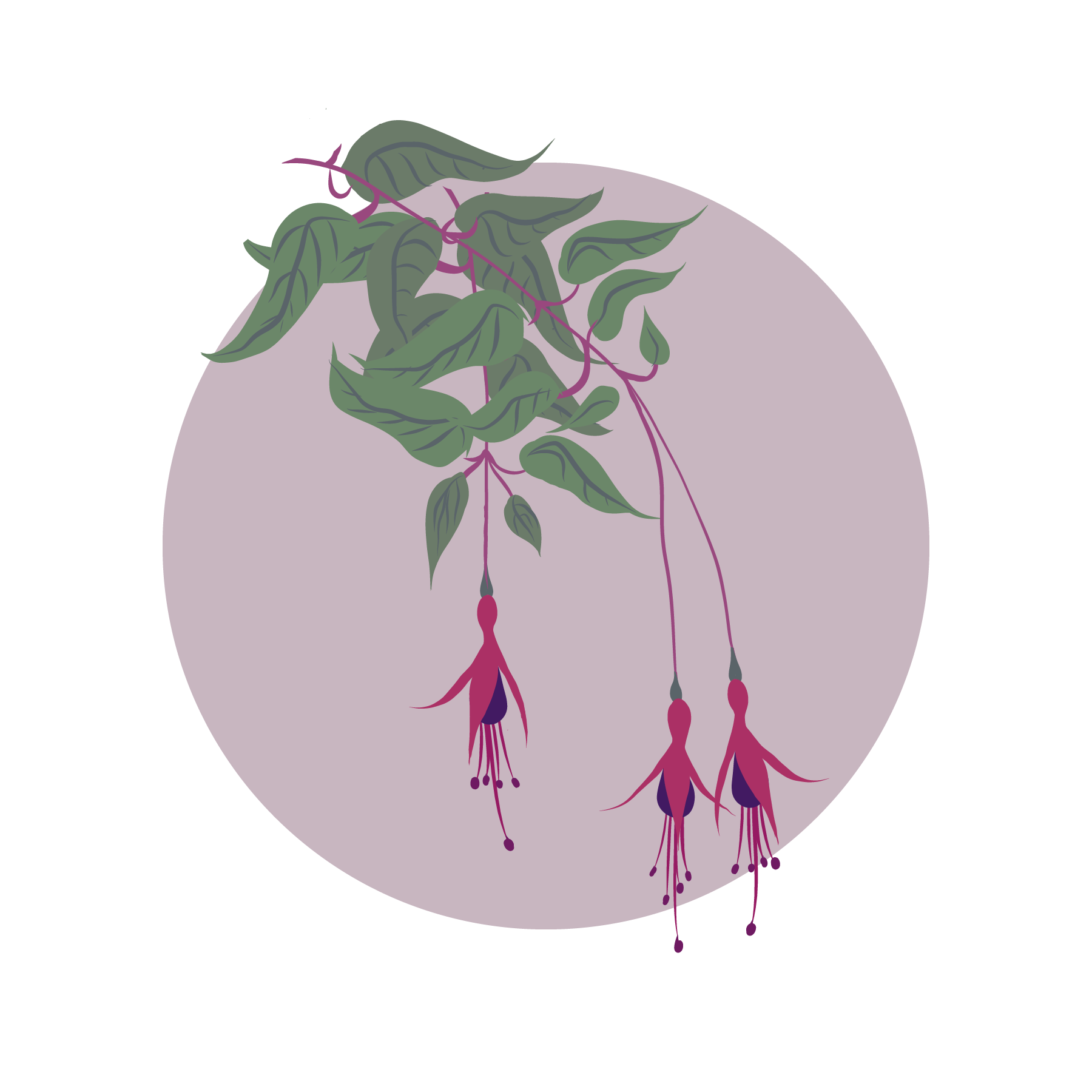 Fuchsia
