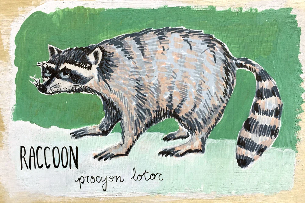 Raccoon
