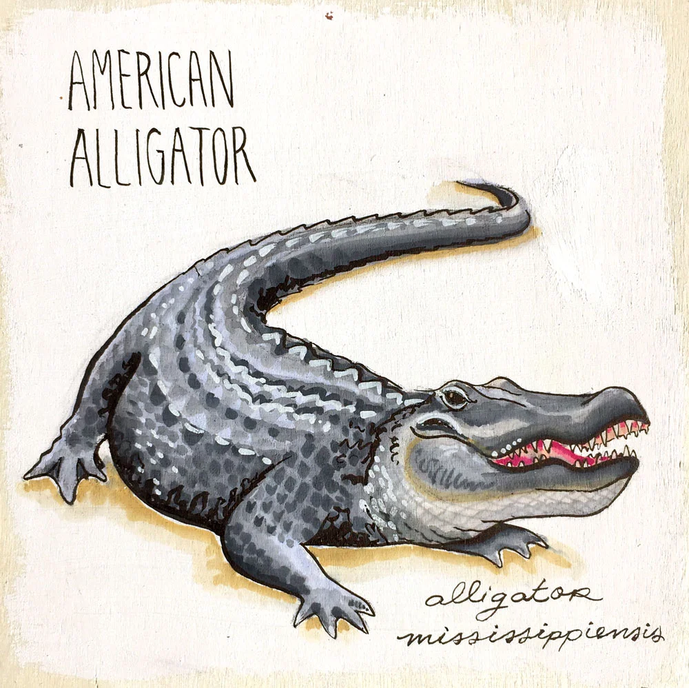 American Alligator
