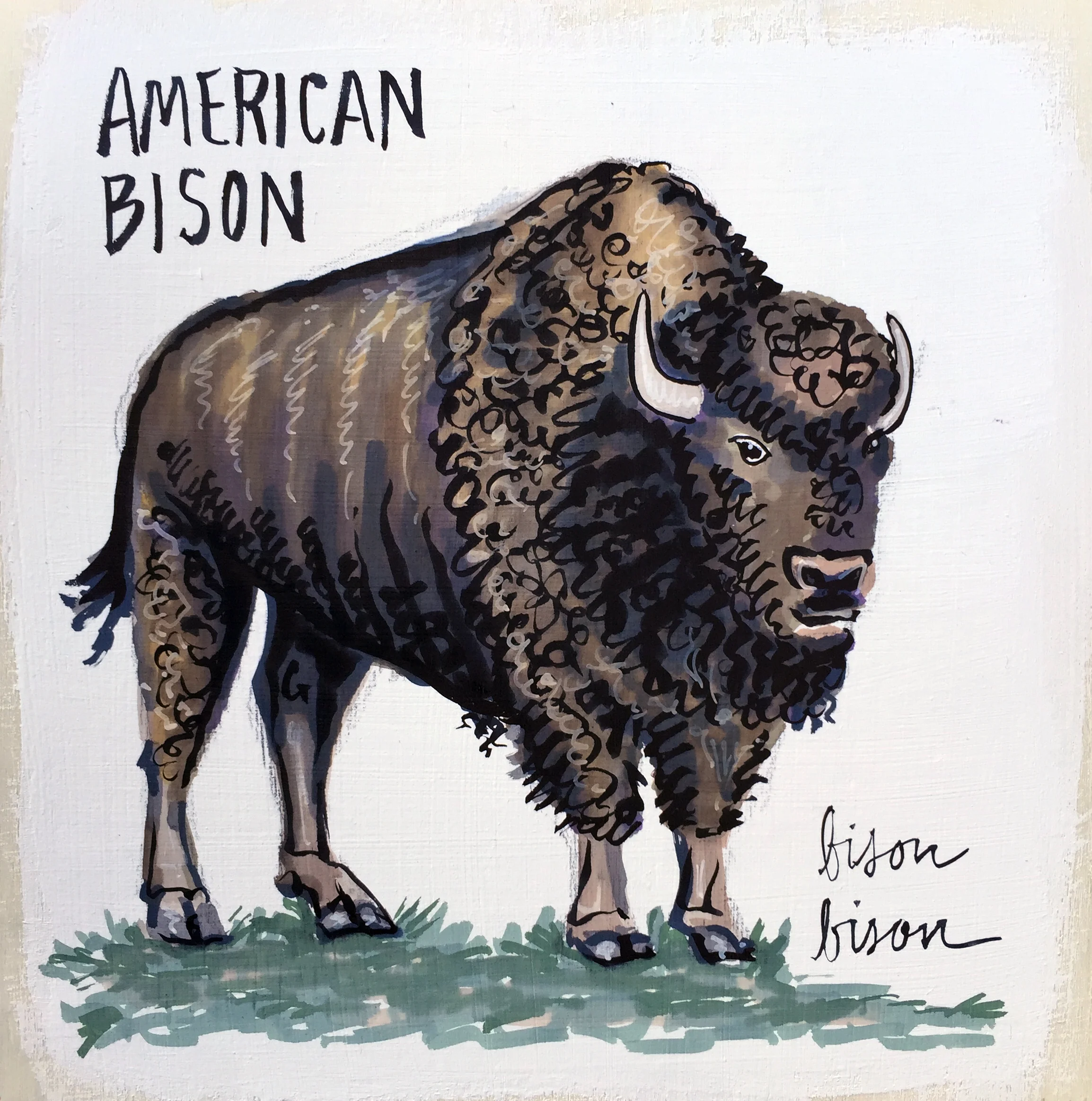 Bison Bison