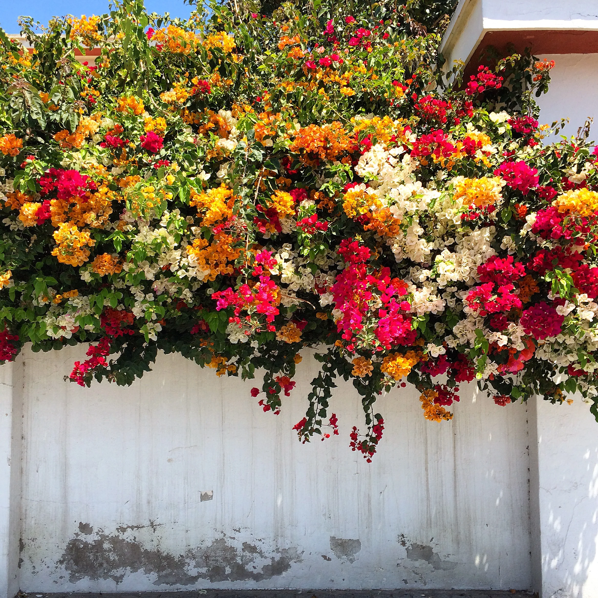 bougenvelia.JPG