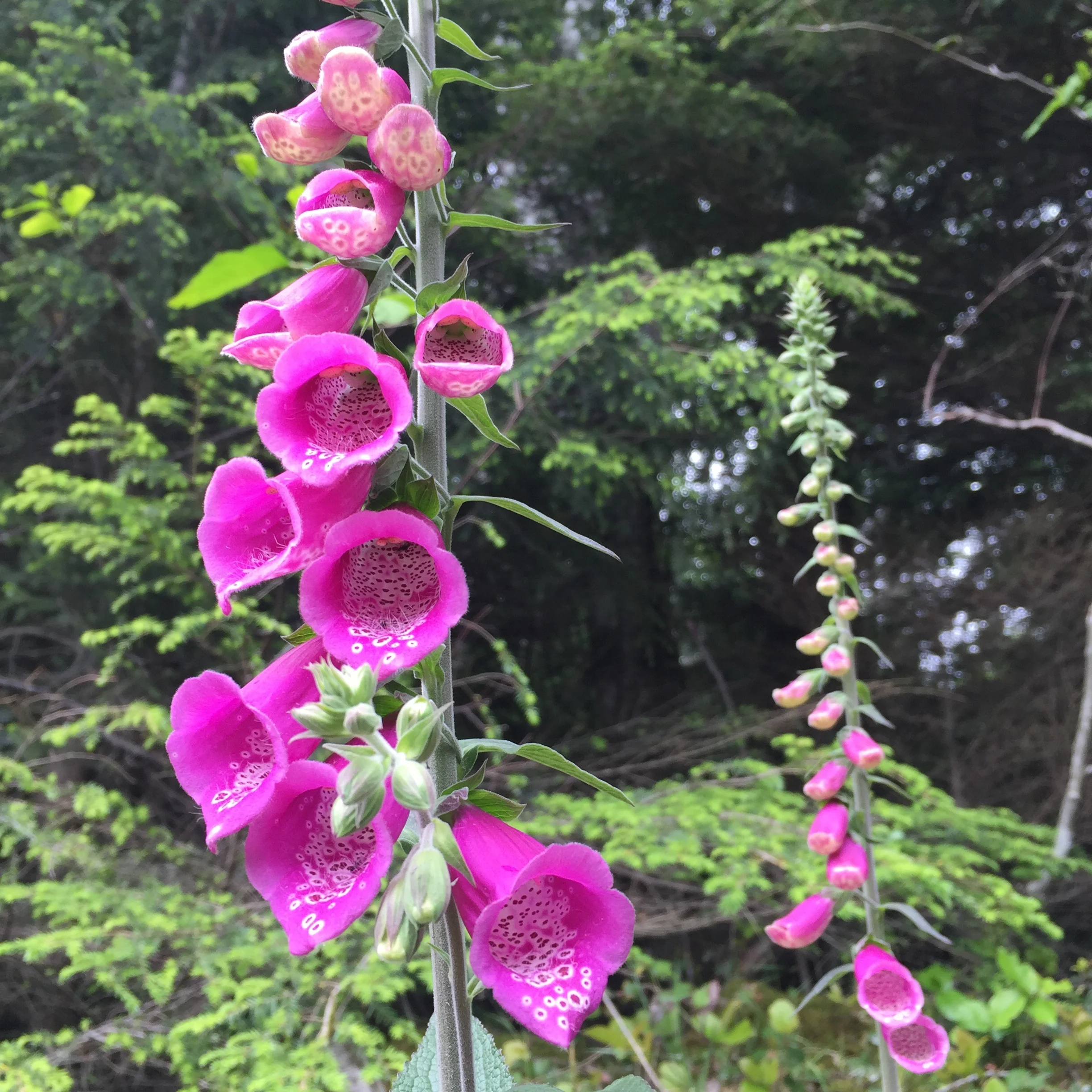 Foxglove.