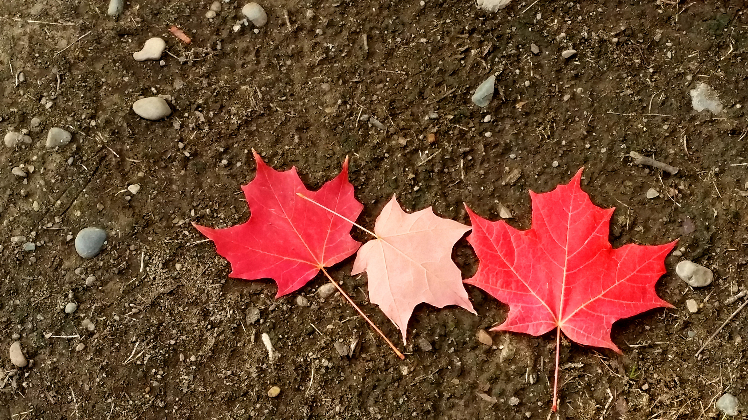 Fall - the season of letting go!