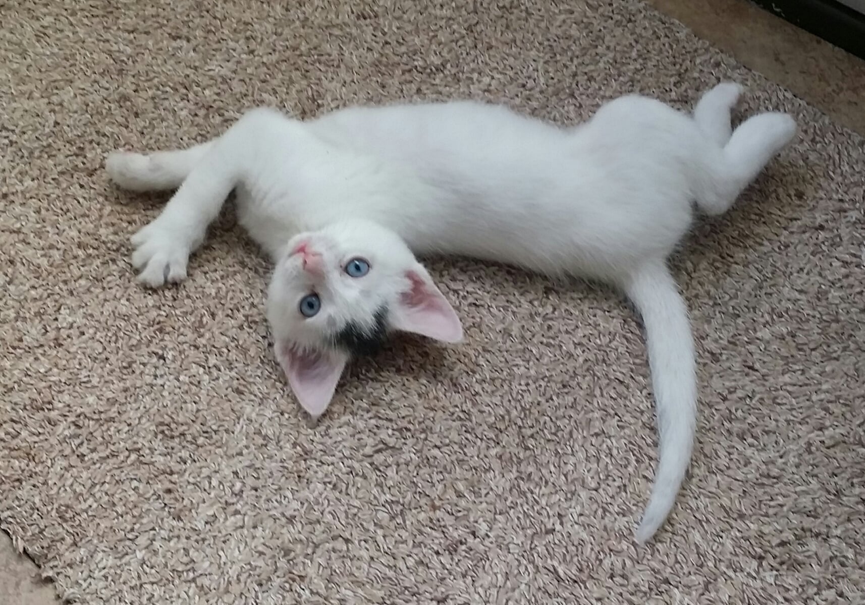 Just 5 weeks old....I'm already the star of the house!