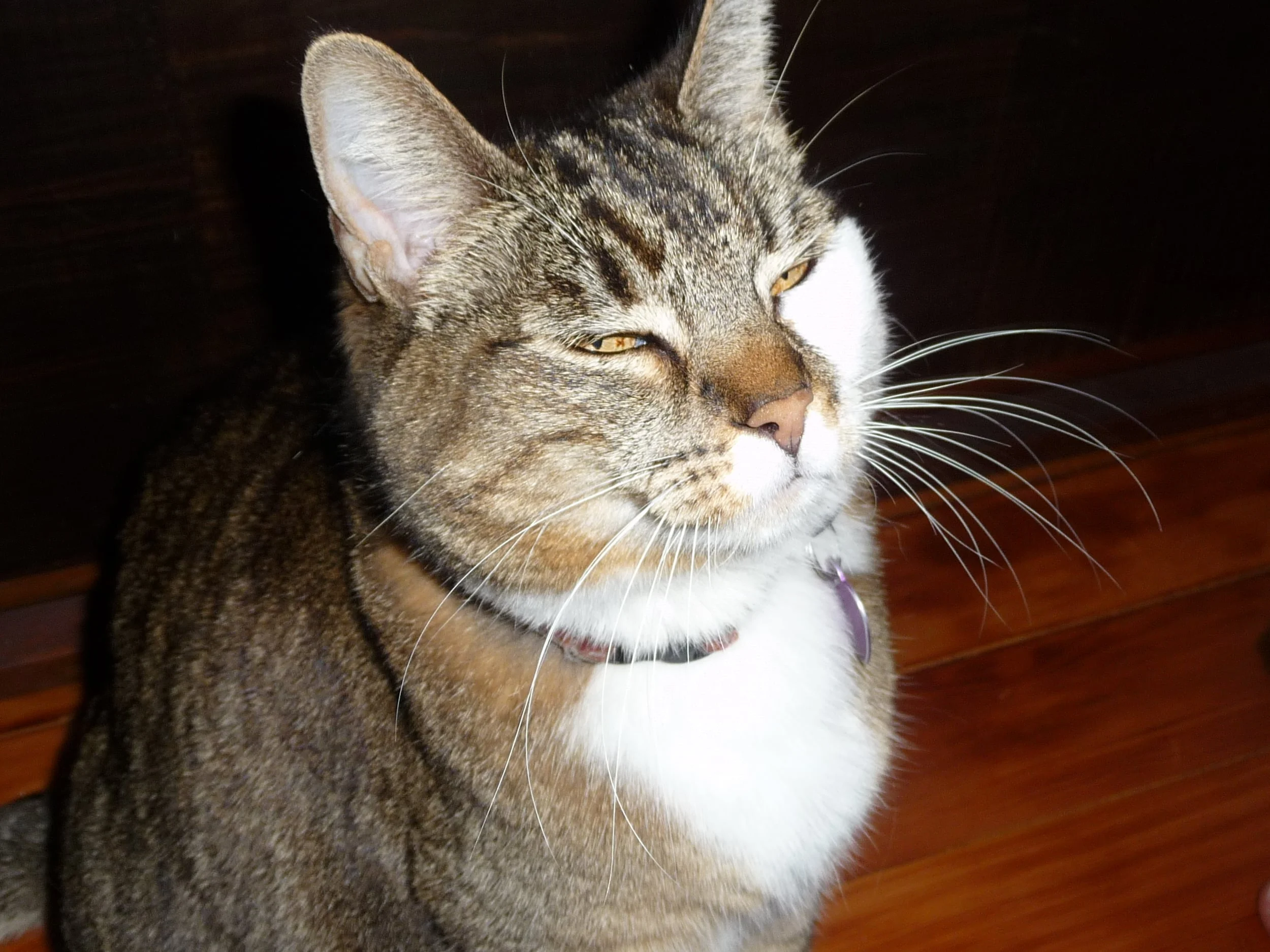 Meow - "Not again, there she goes, that Diane trying to get me to DO something."