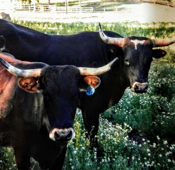 2 cows.jpeg