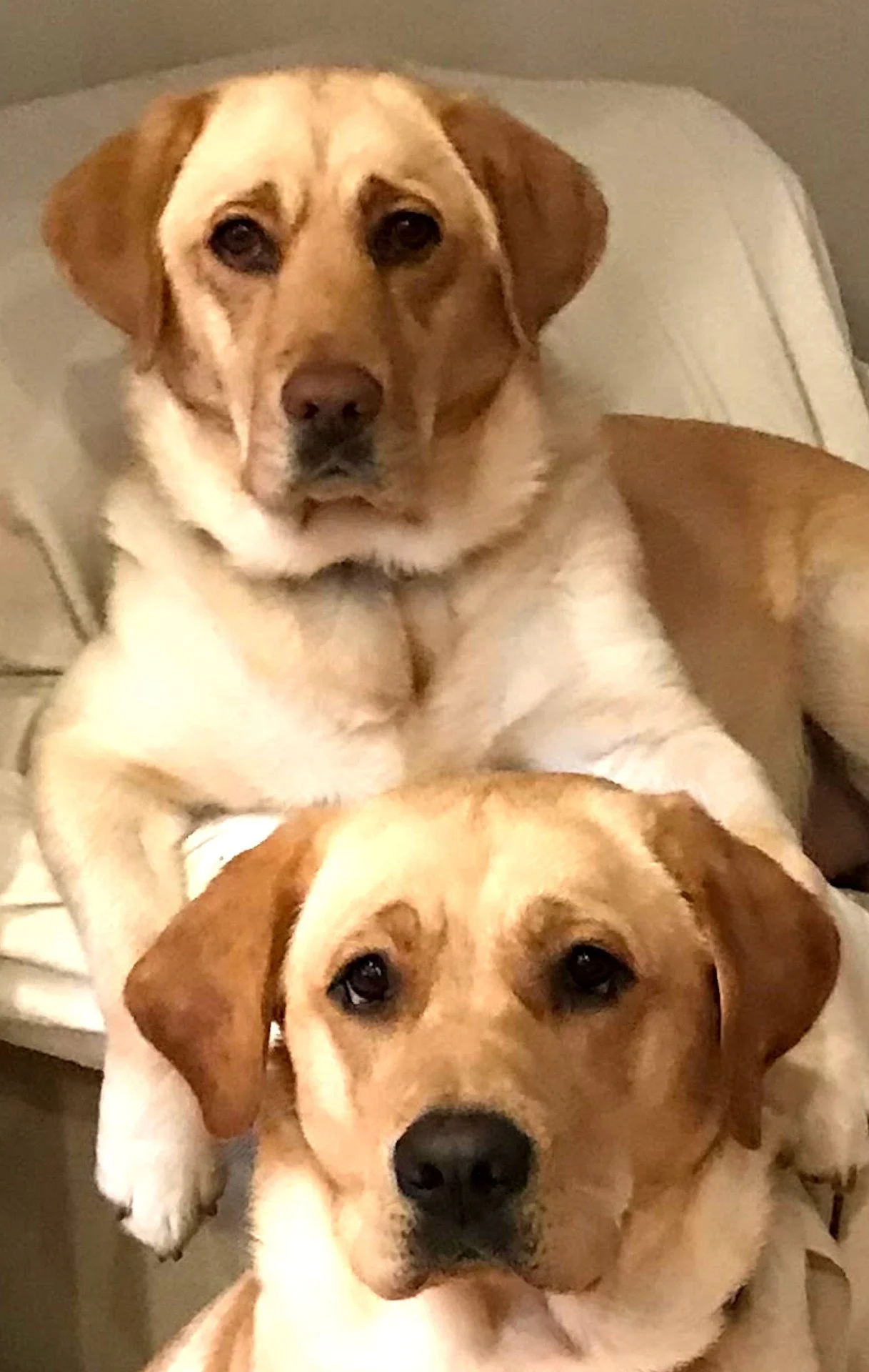 DOGS STACKED BRIGHTER BIGGER .jpg