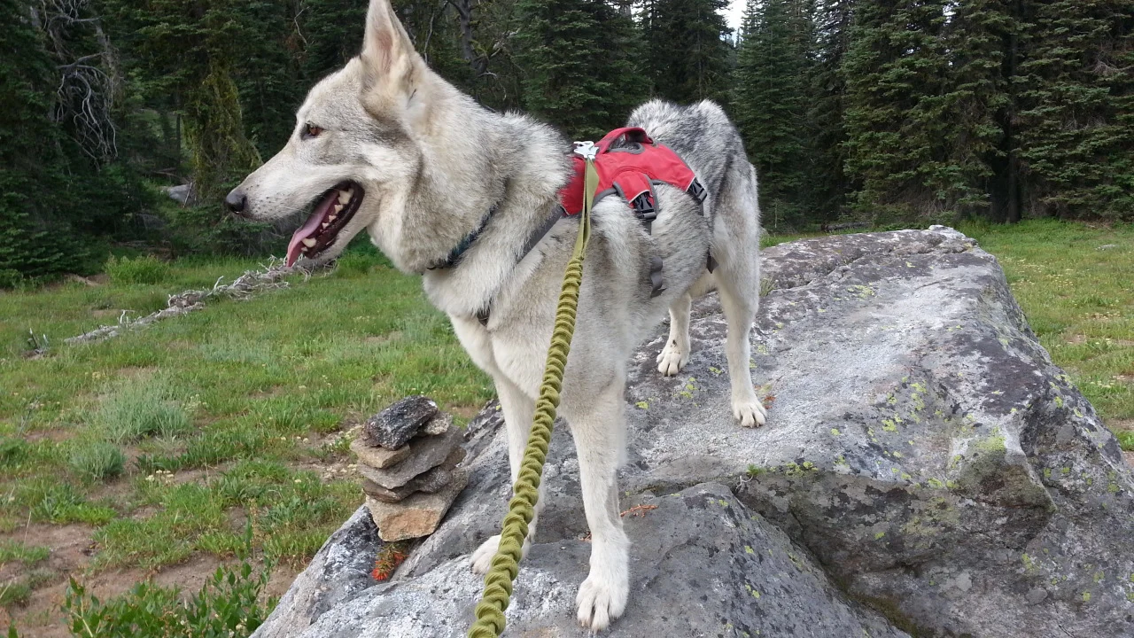 Riggs the Moonsong Malamute Rescue foster dog hiking on Brundage Mountain, August 2014.
