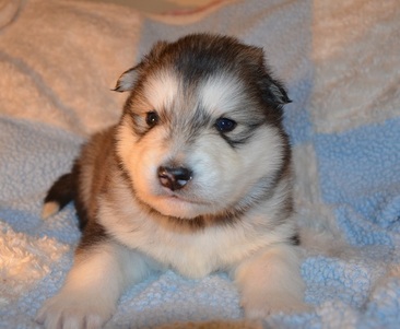 The photo at age three weeks, prompting me to choose Conall.