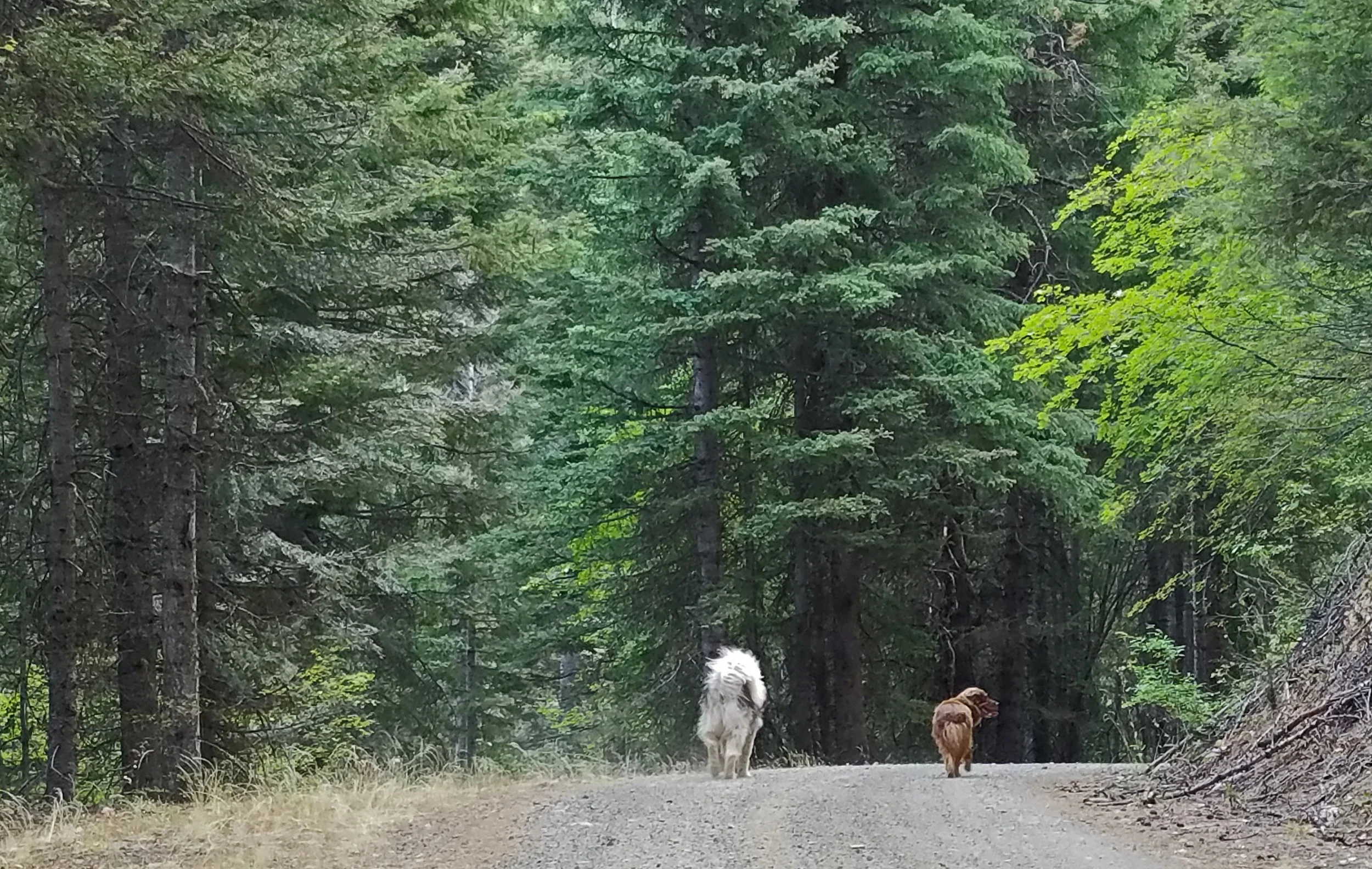 Heading into the forest.