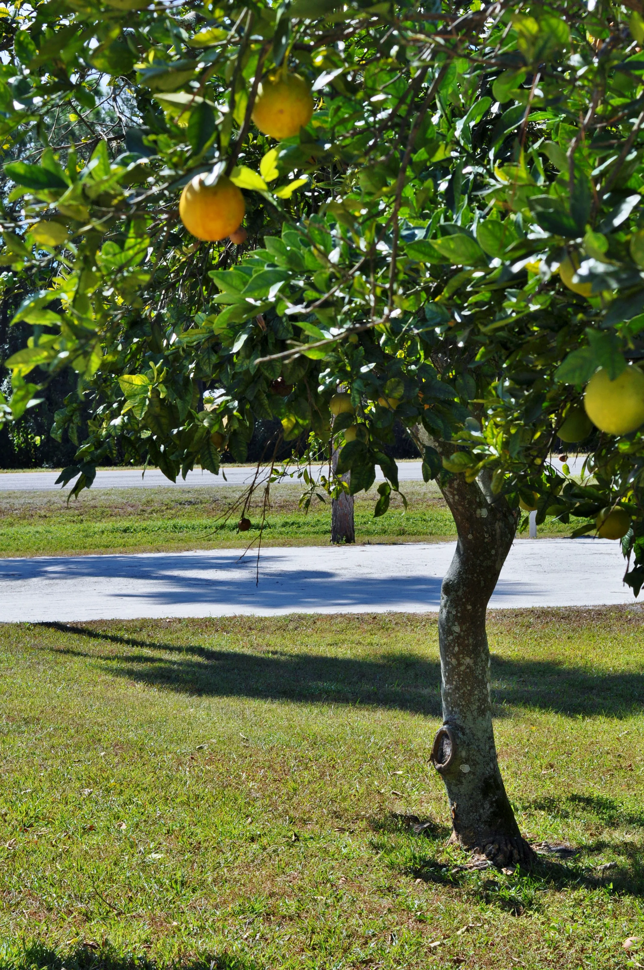 GRAPEFRUIT TREE 1.JPG