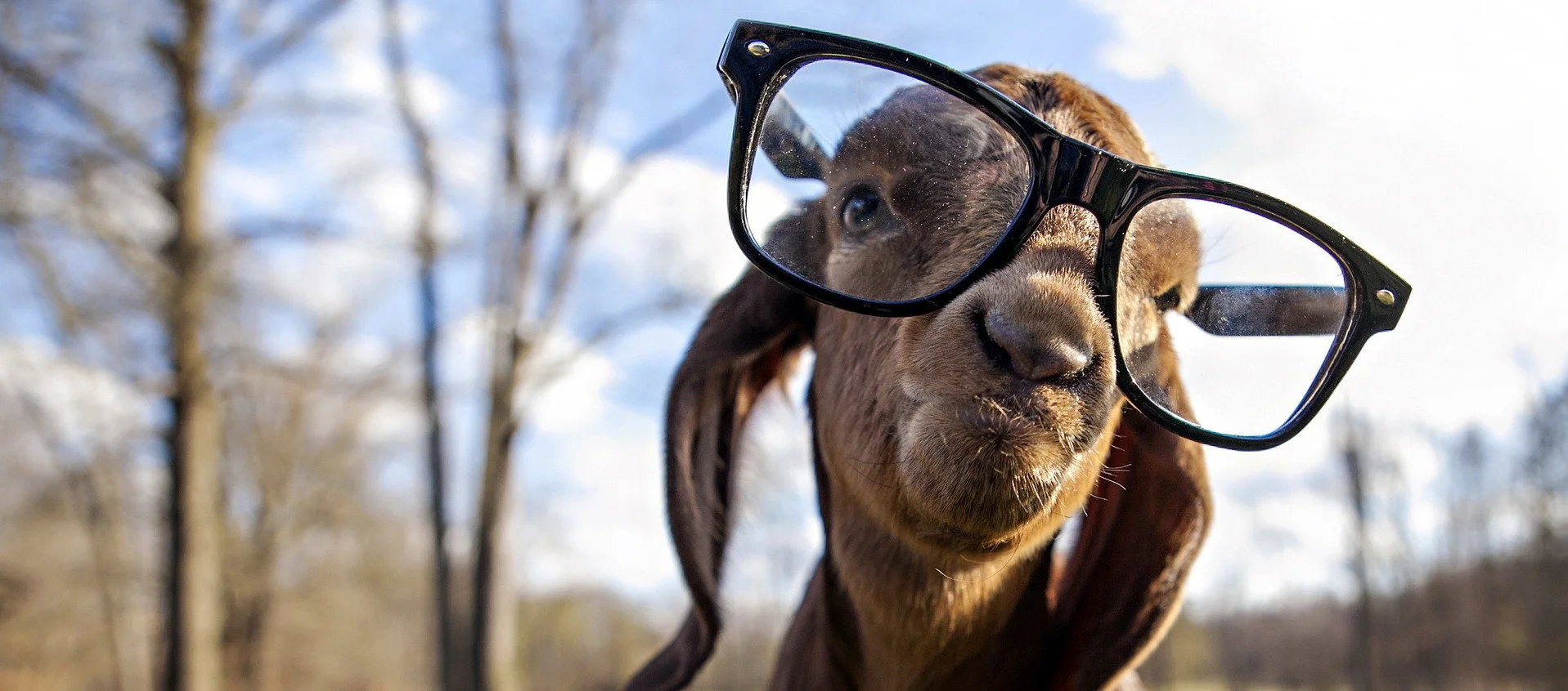 Funny-Goat-With-Glasses.jpg
