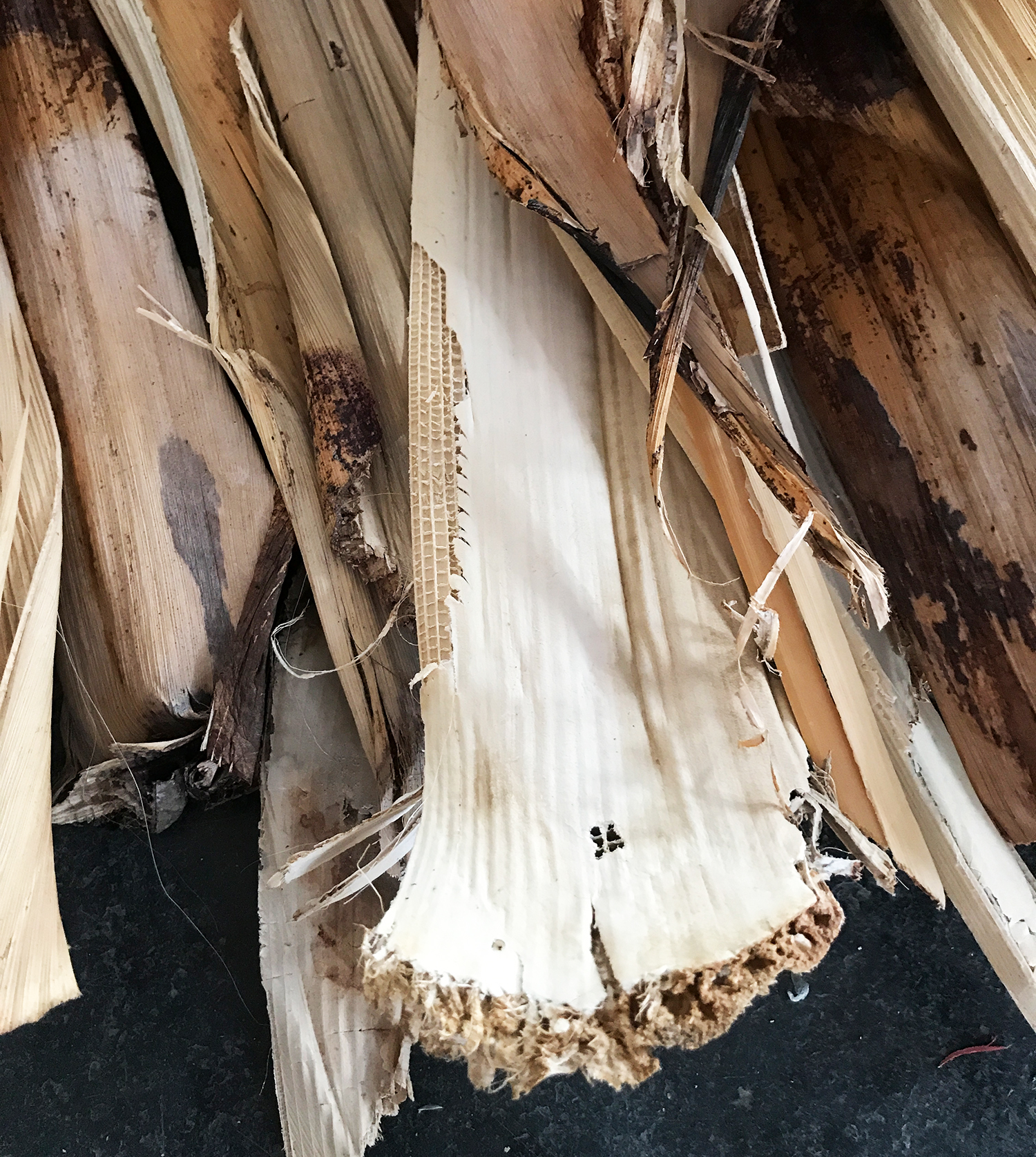 Banana bark, the raw material for basket weaving.