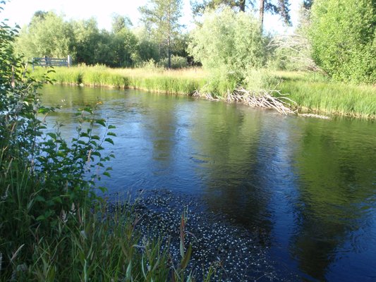 Wood River from Jo's Riverside Campsite