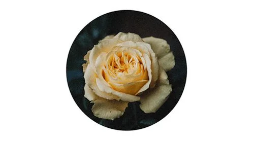 flower.jpg