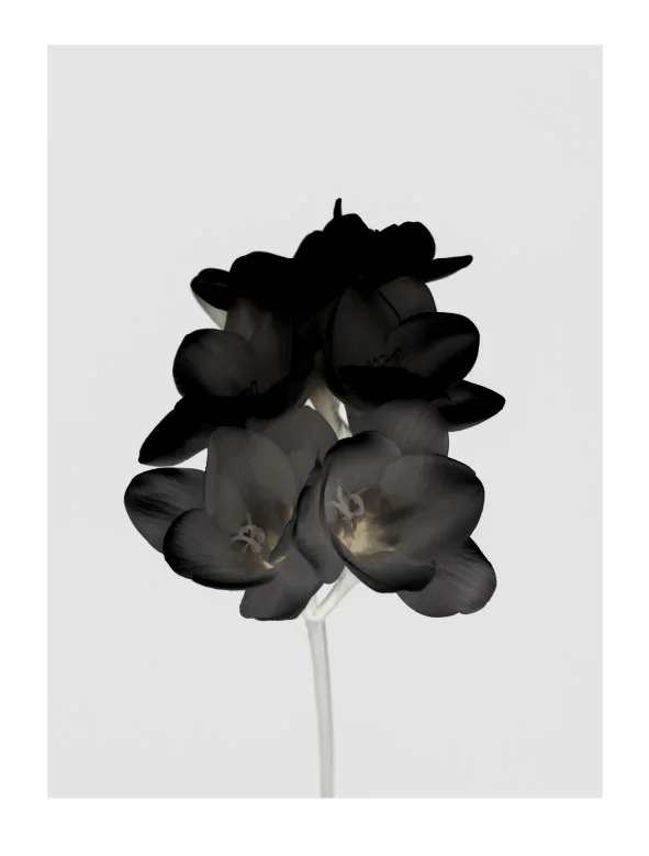 Freesia.jpg