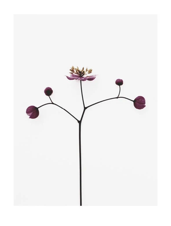 Meadow-rue.jpg