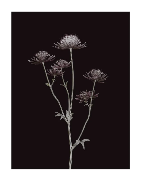 Astrantia_Roma.jpg