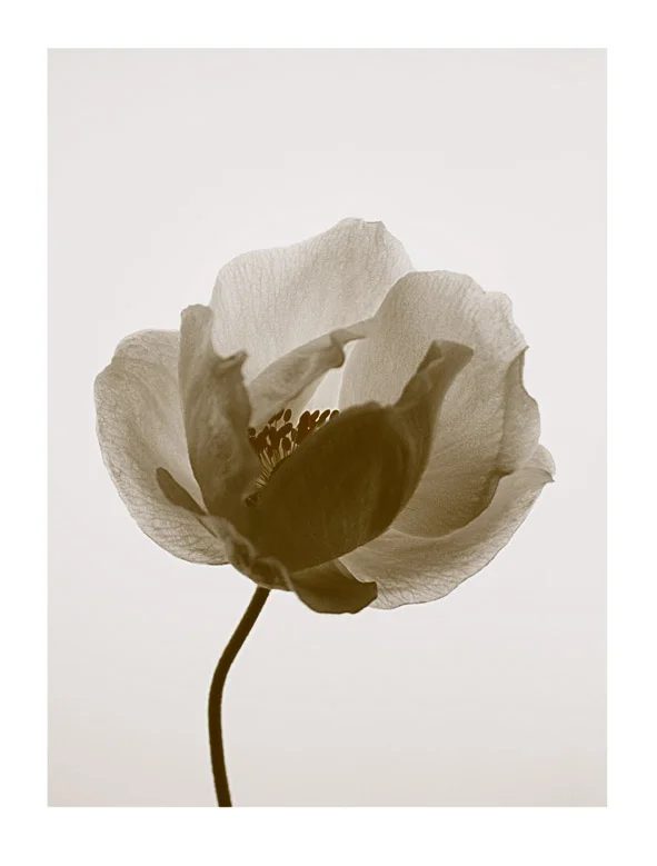 Anemone-fw-border.jpg