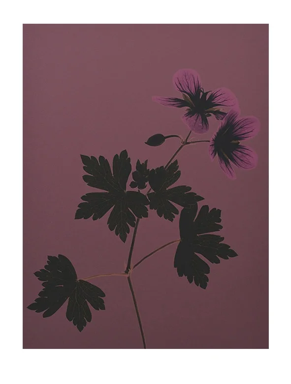 Clematis_Salome.jpg