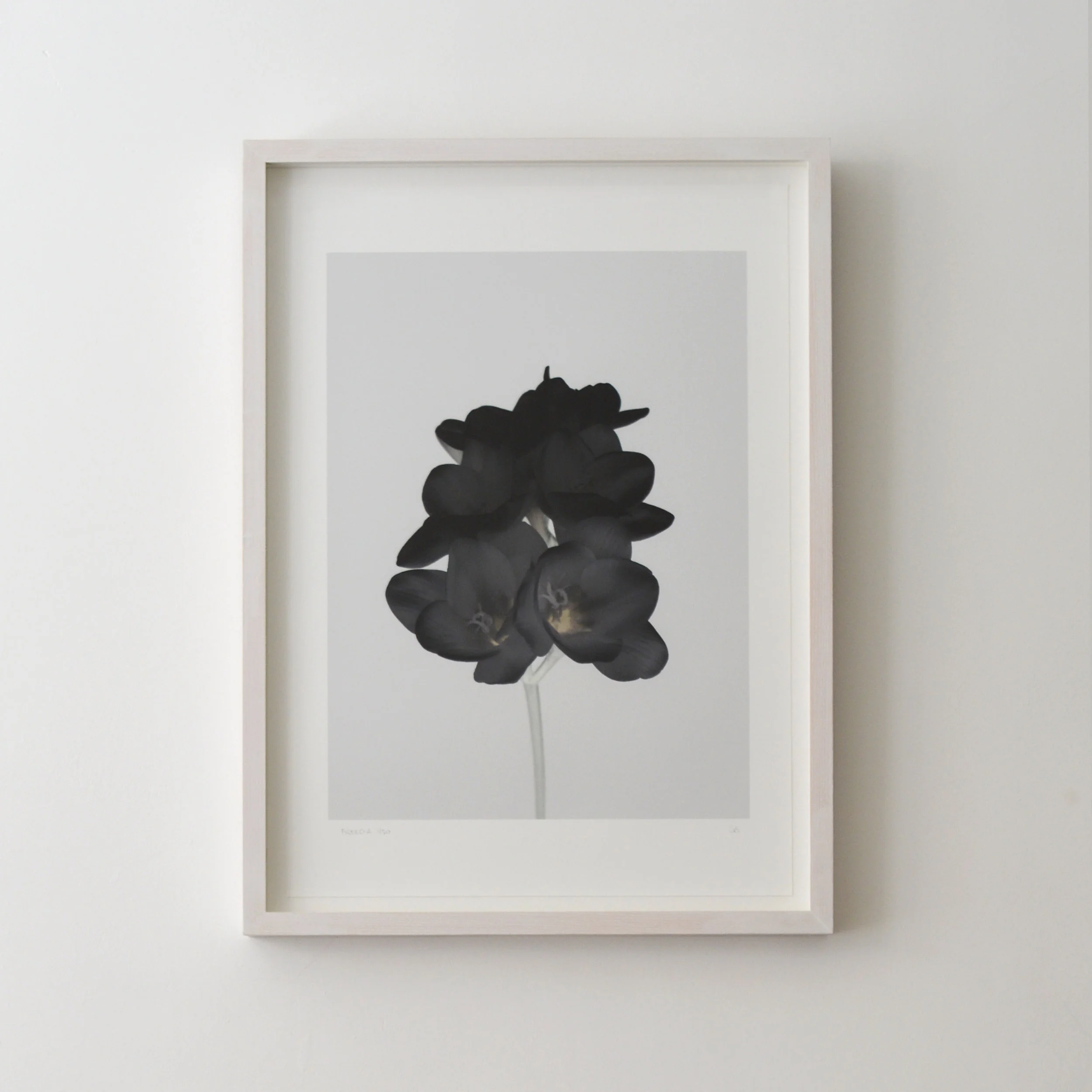 Freesia_Framed.jpg