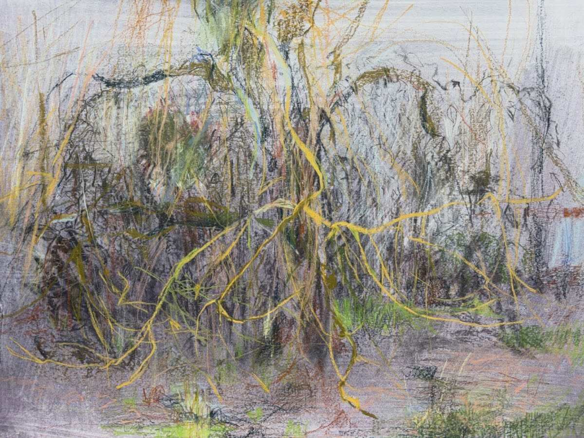 Last day of a messy, tangled February. 
From grey, rainy days to the possibility of Spring.
Drawing on paper.

#drawing #landscape