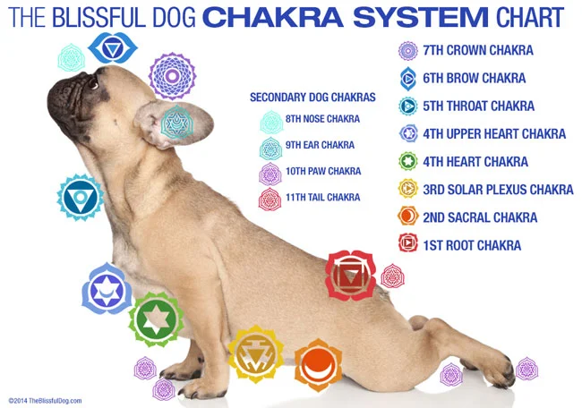 Picture: theblissfuldog.com