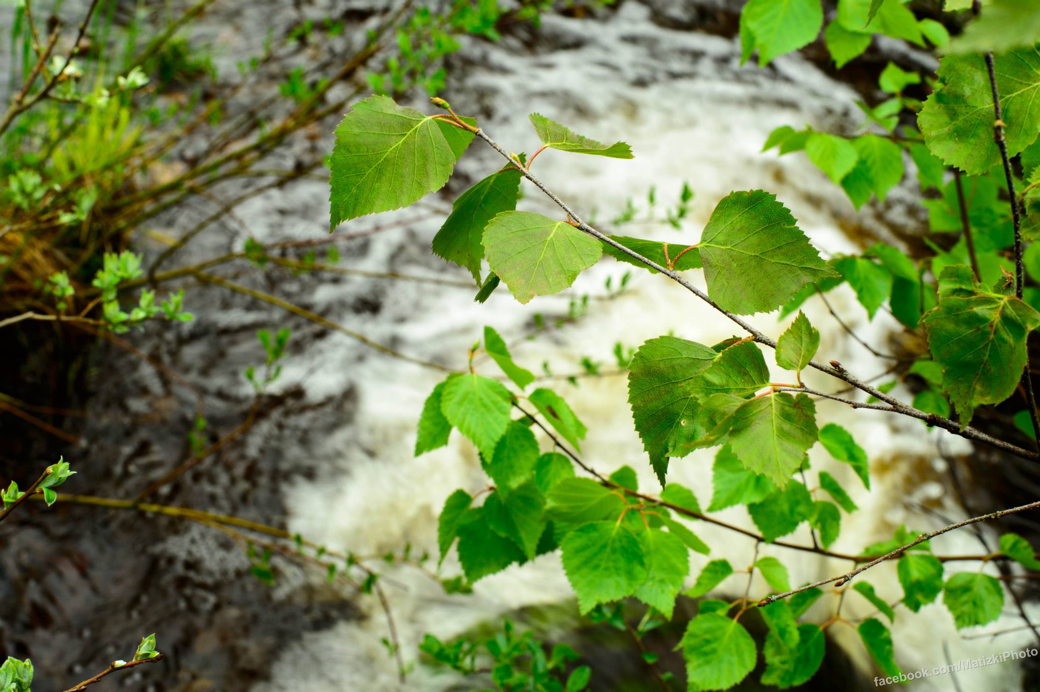 The Northern Forests Photo: Mattias Photography
