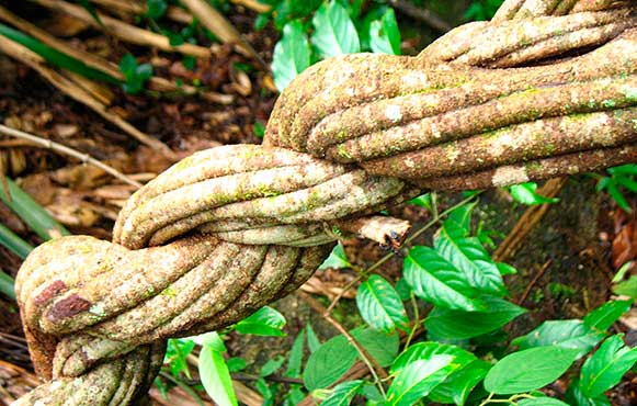 The Ayahuasca vine. Picture: nueva-aurora.com