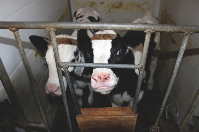Other sentient beings. Picture: freefromharm.org