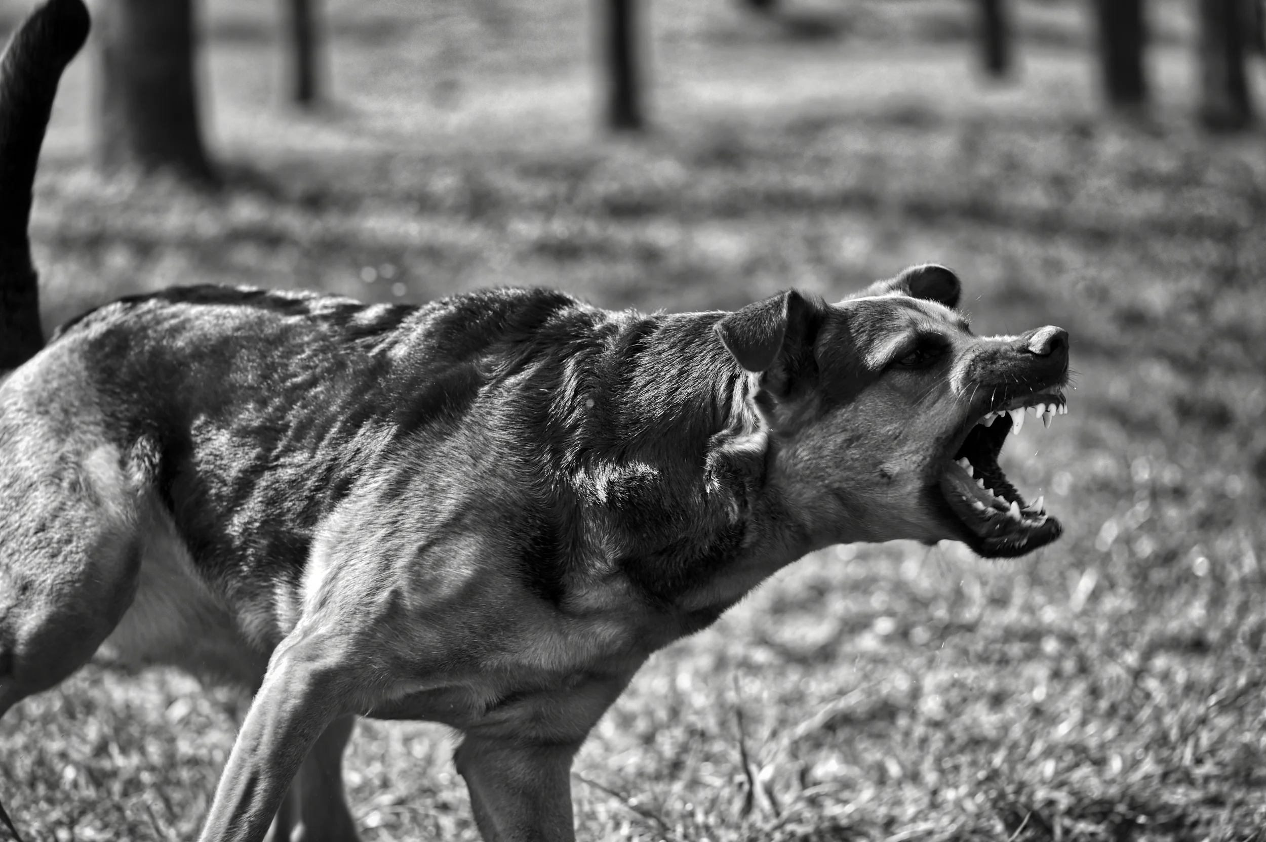 Expressive modifiers & mixed expressives