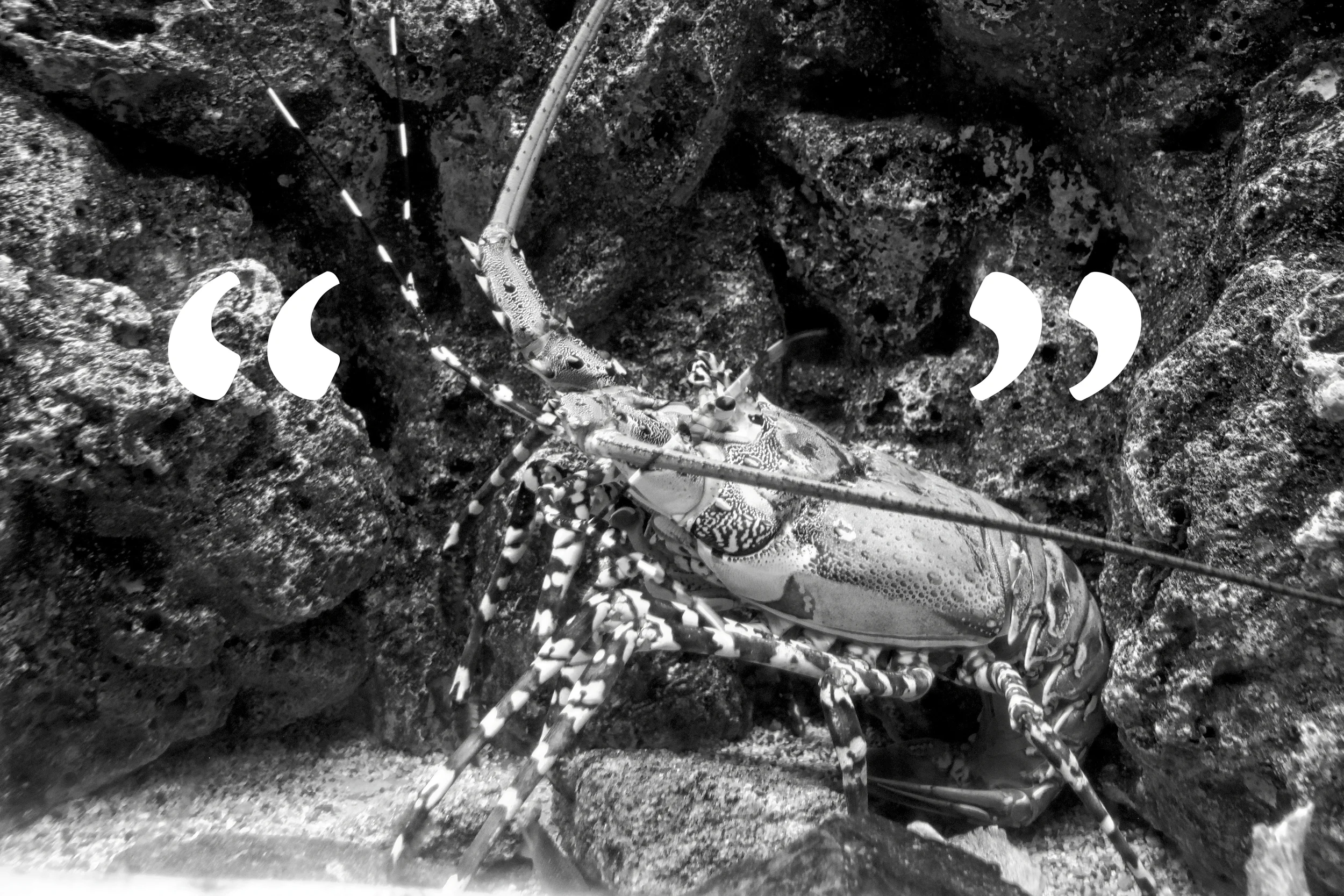 Quotation marks and kinds of meaning