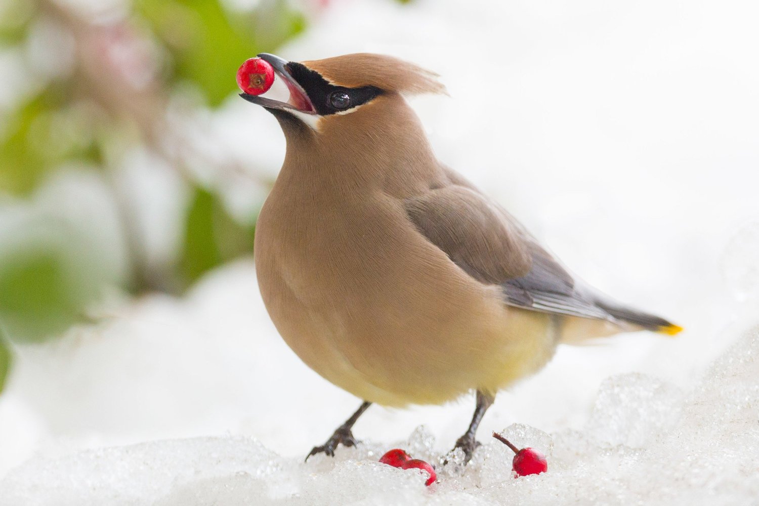 Cedar waxwing holding a red berry in its beak