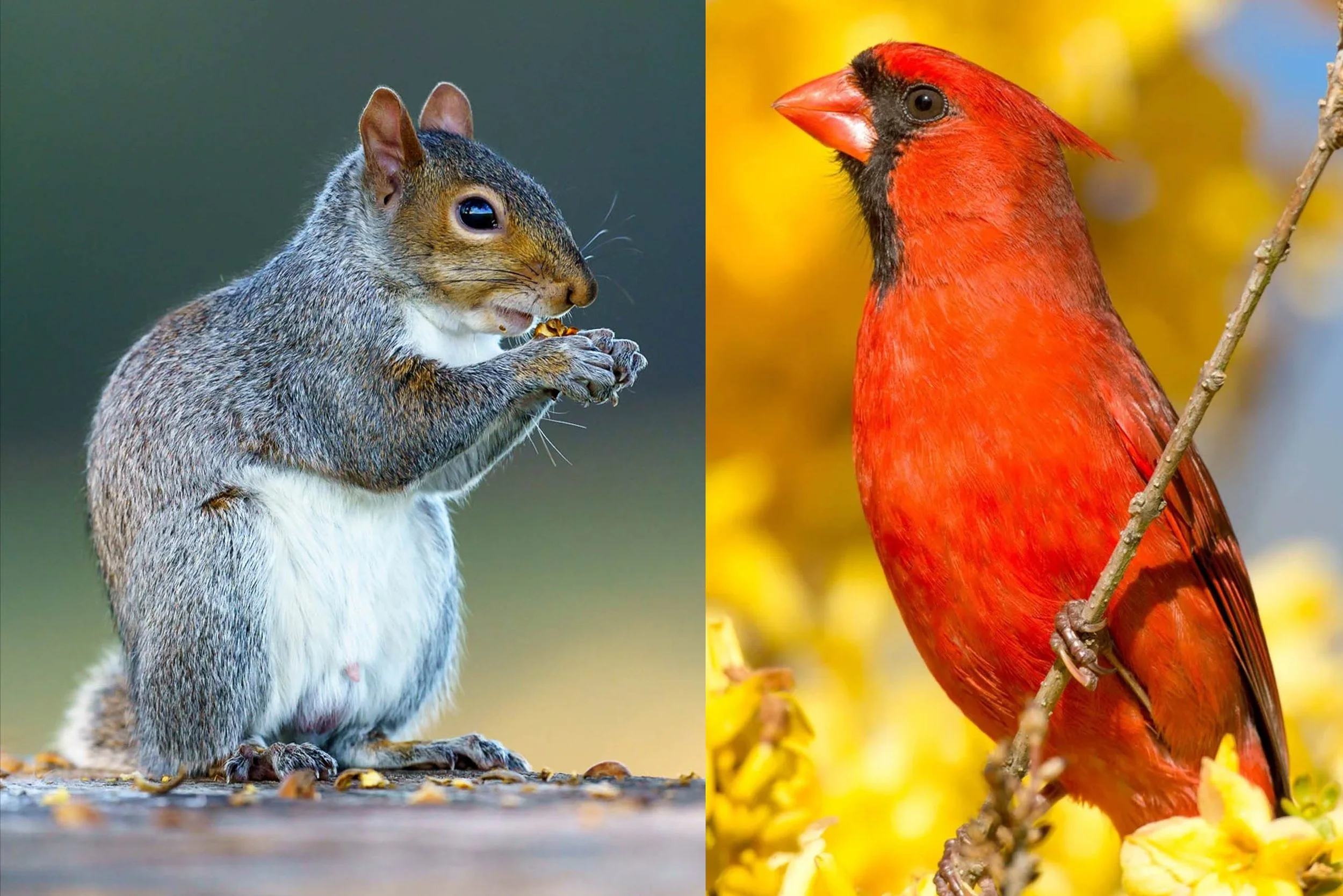 Birds &amp; Wildlife of Central Park (Saturday March 21, 10am-1pm)