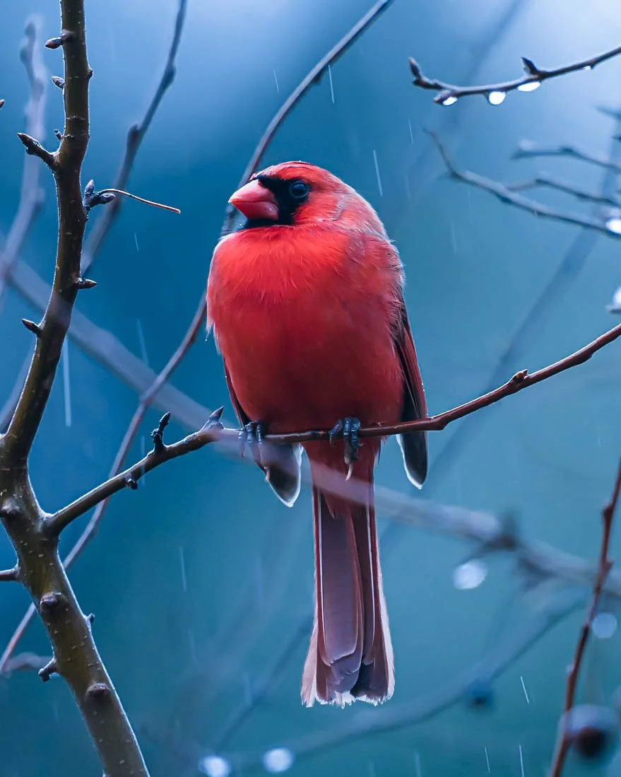 cardinal-in-rain-stacked-flat.jpg (Copy)