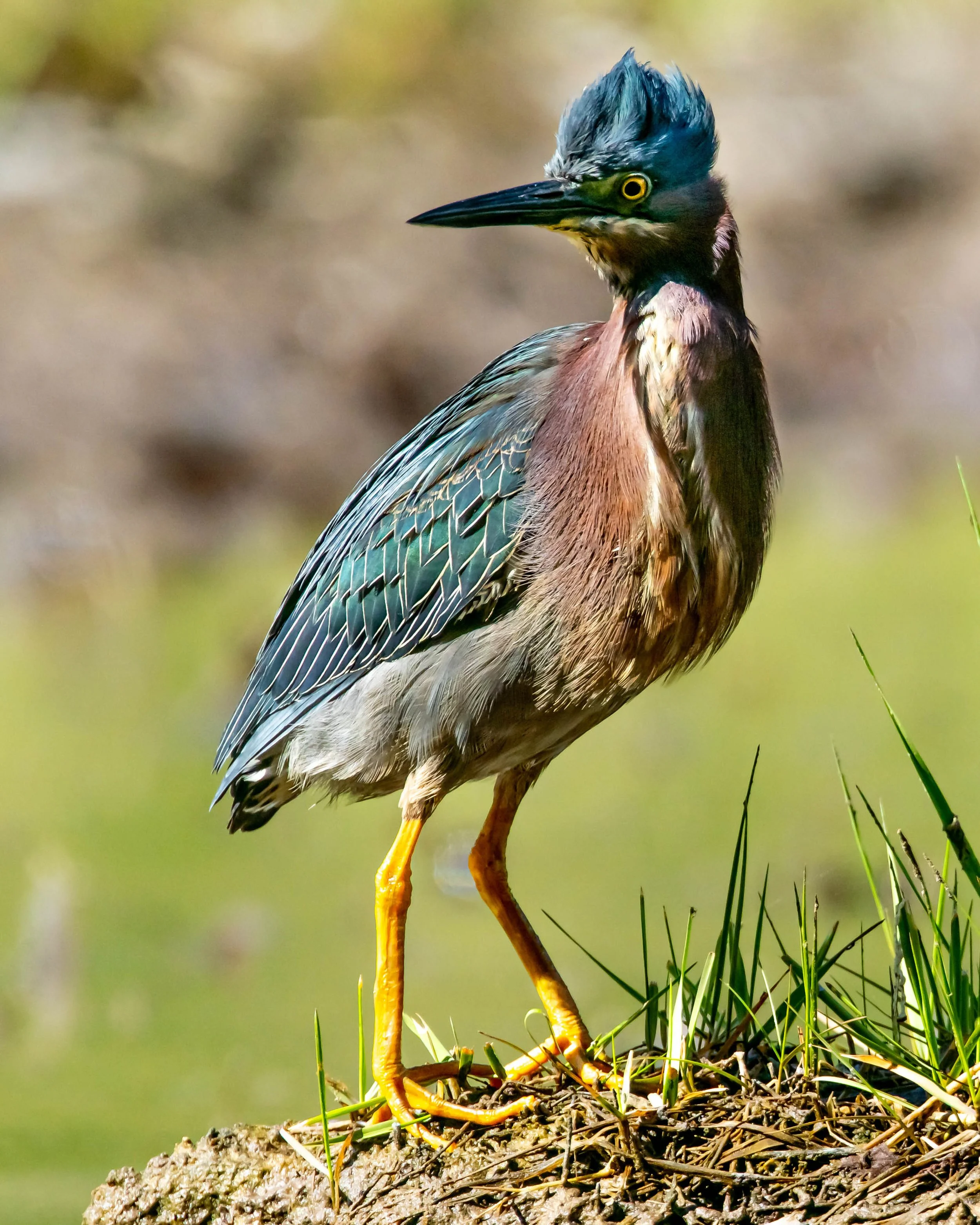 AR408702-2.jpg (Copy)