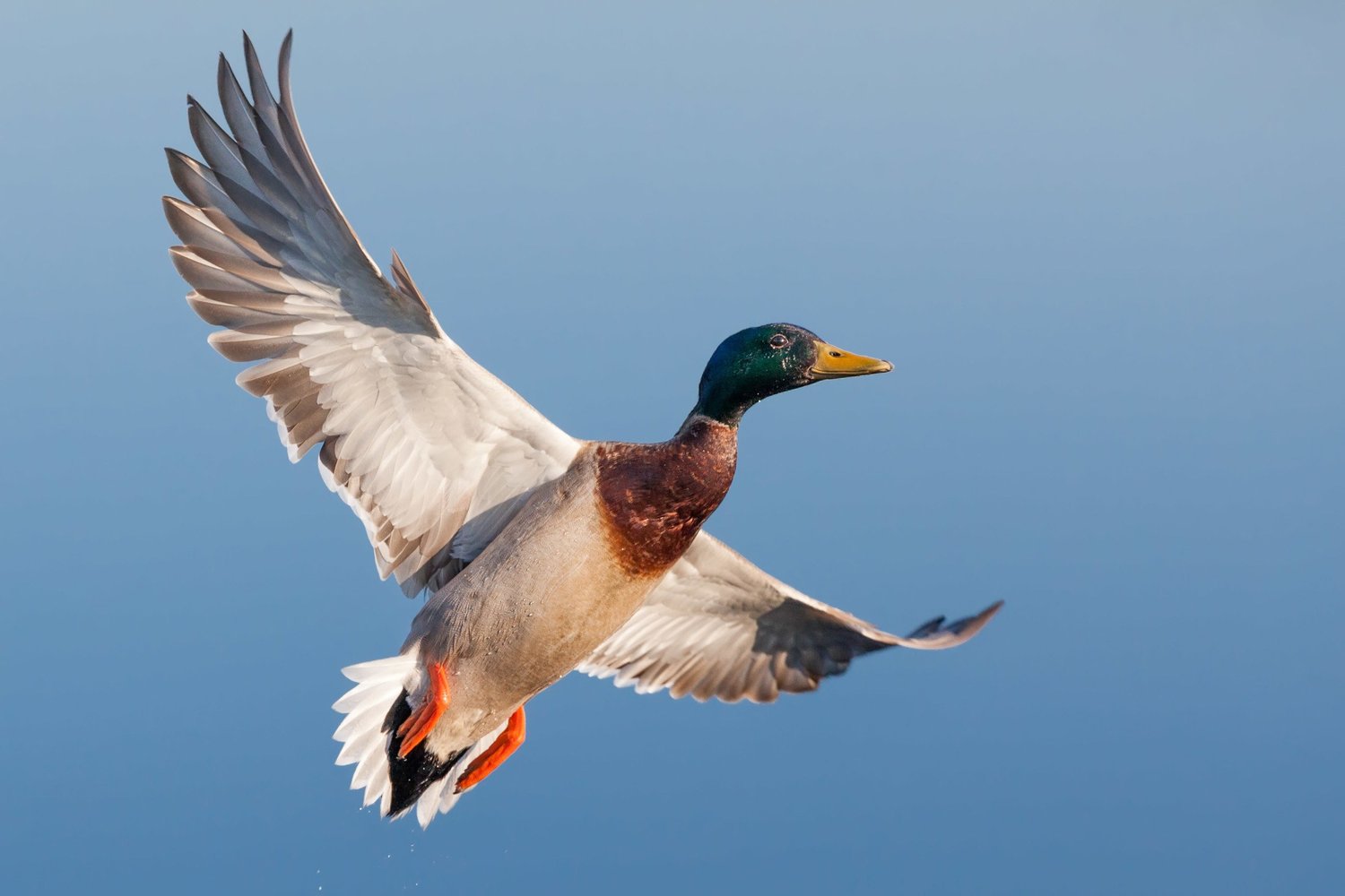 Male mallard in flight against a clear blue sky
