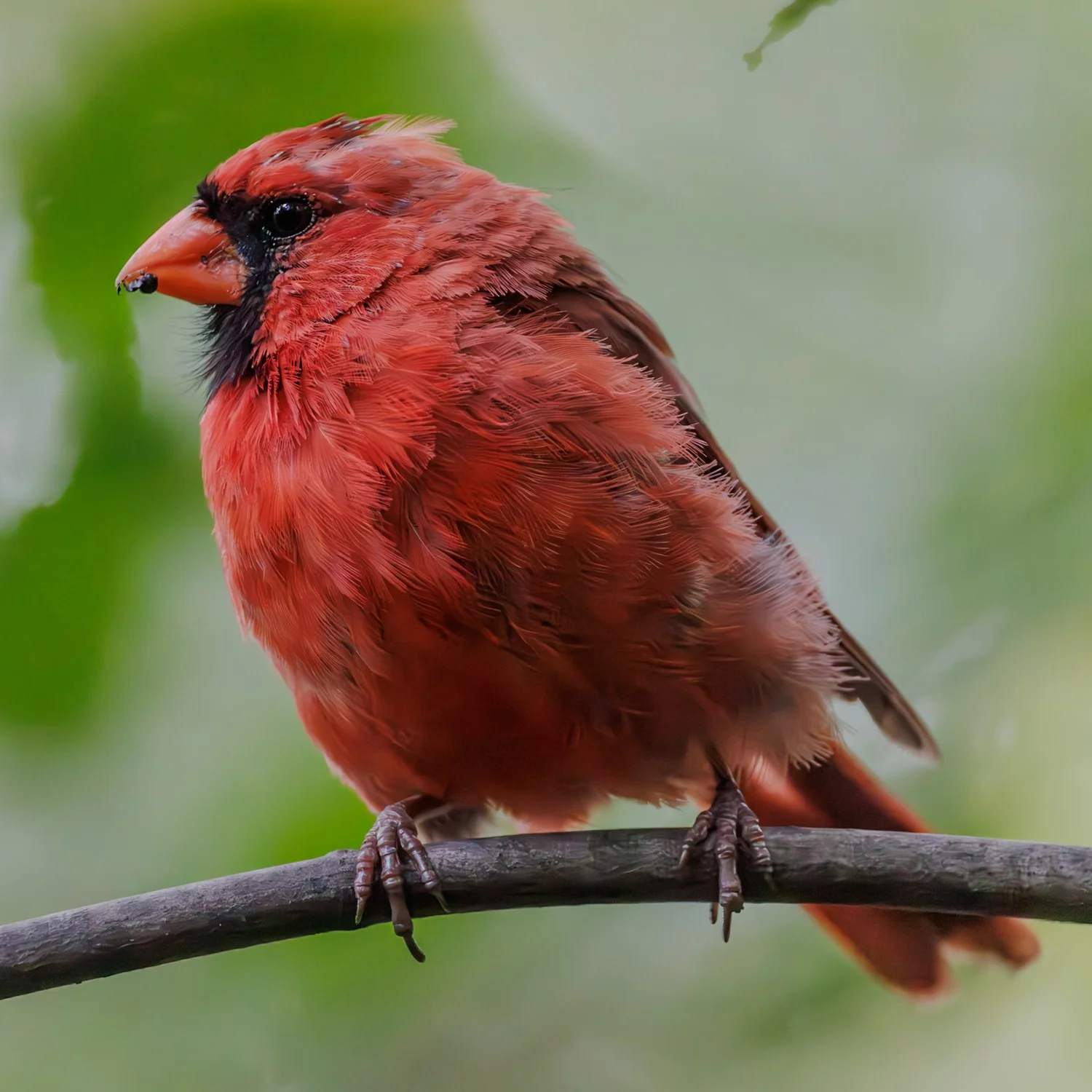 Male northern cardinal perched on a branch