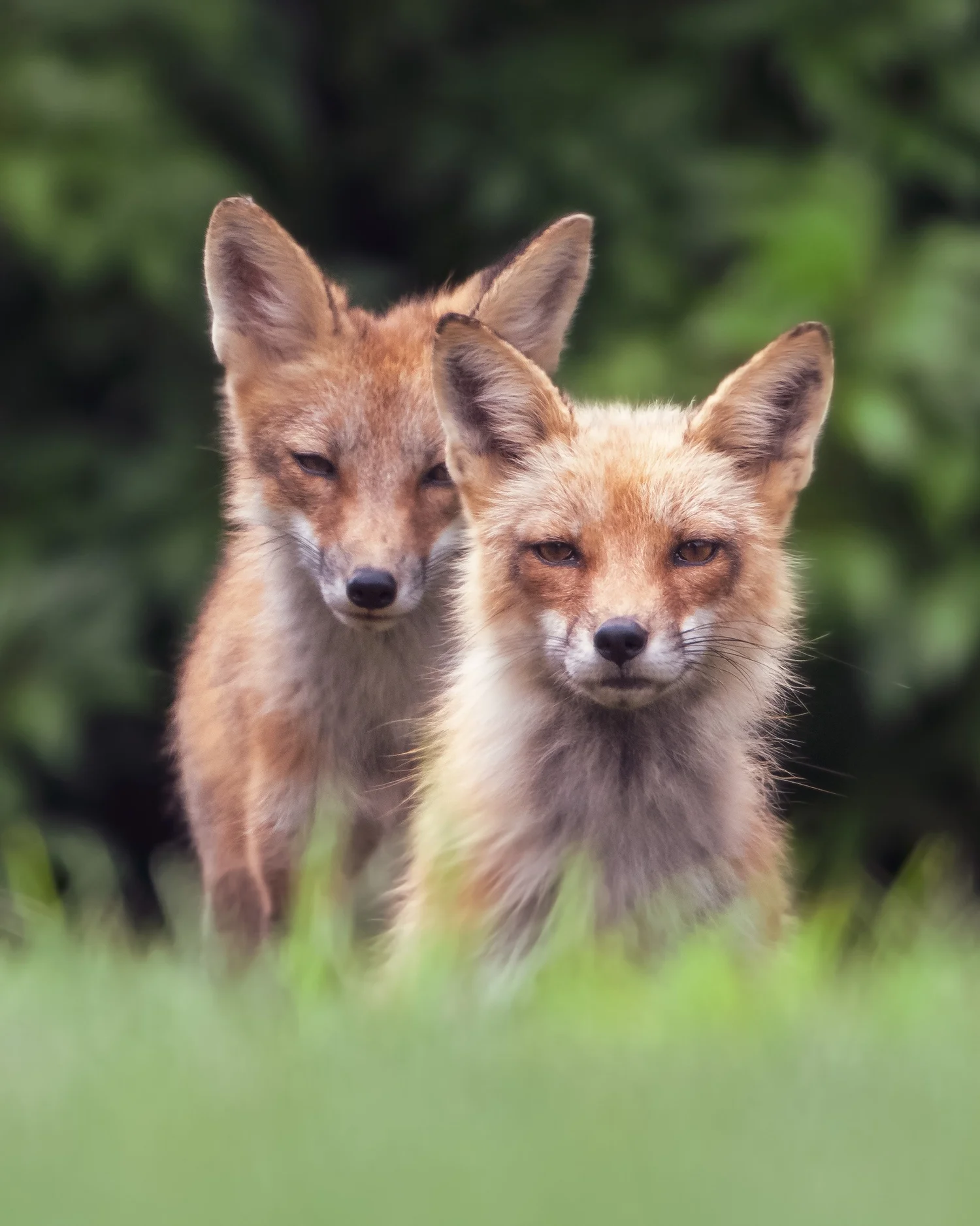 Two red fox kits sitting together in the grass