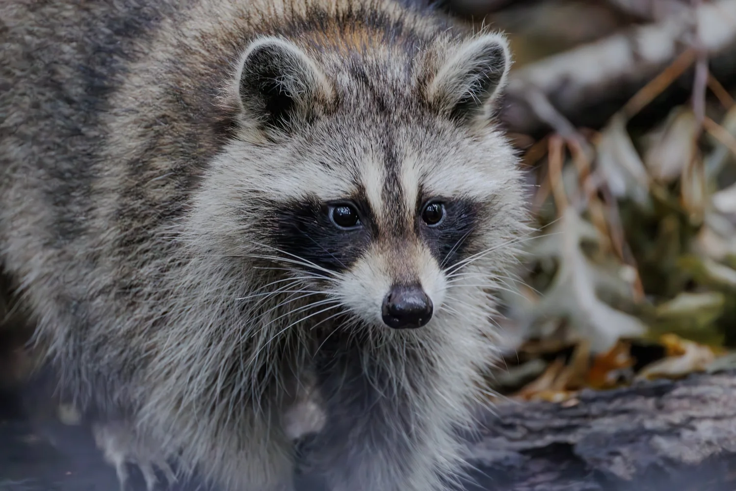Raccoon looking out from a tangle of dry leaves
