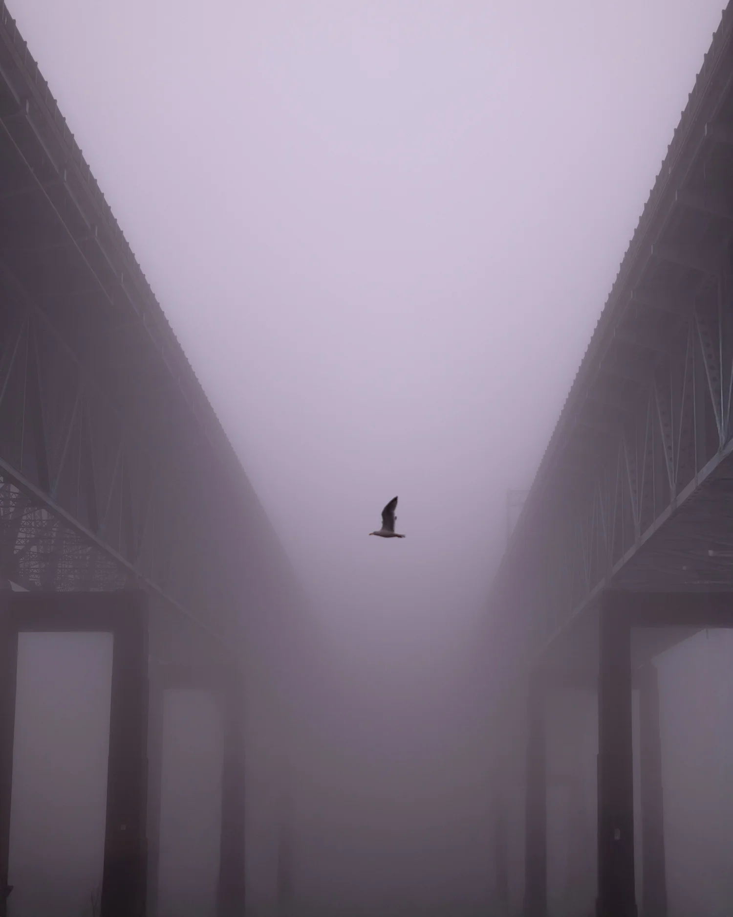 A single bird crossing a bridge lost in dense fog