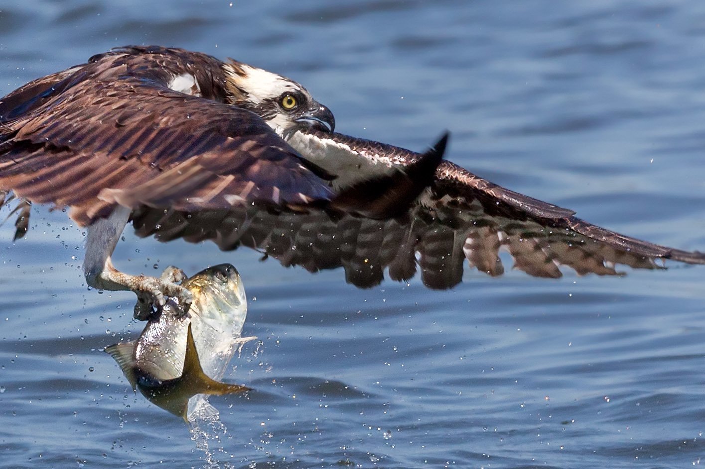 Osprey lifting off the water with a fish